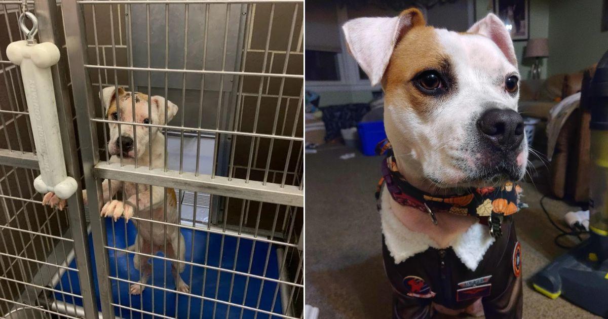 1 - scout before and after adoption