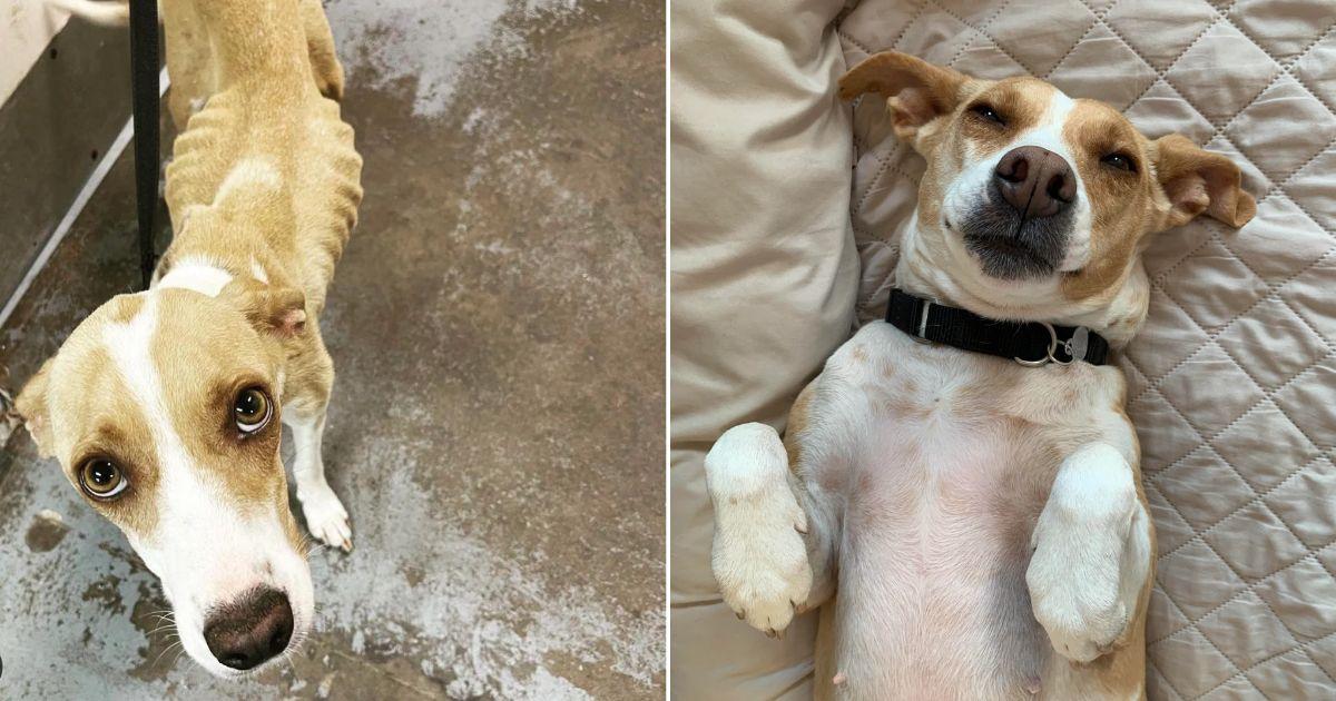 11 - ronnie before and after adoption