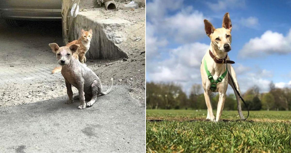 13 - beautiful dog before and after adoption