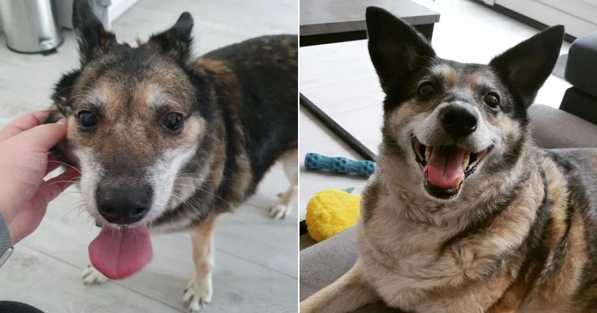 14 - igor before and after adoption