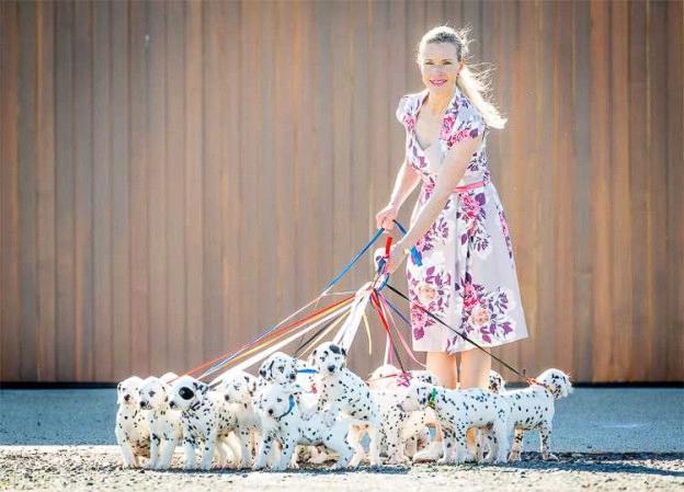 18 dalmatian puppies with owner