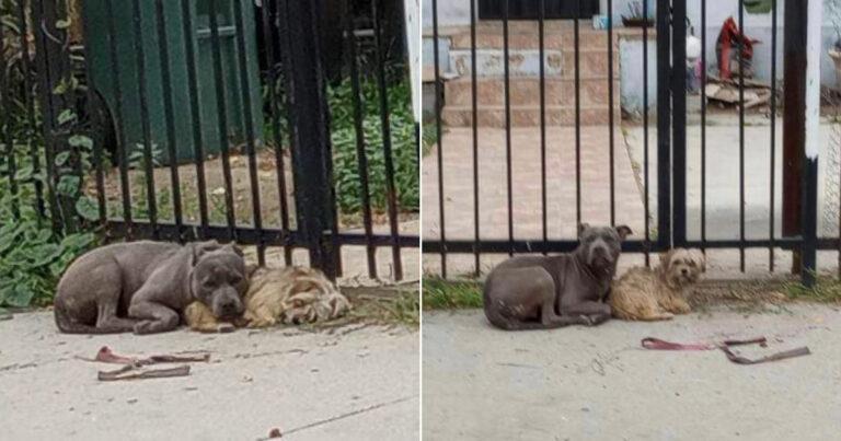 2 Abandoned Pups Were Looking For Help, But Refused To Leave Each Other's Side