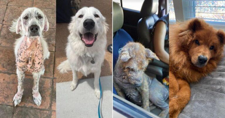 20 Amazing Before And After Dog Adoption Transformations