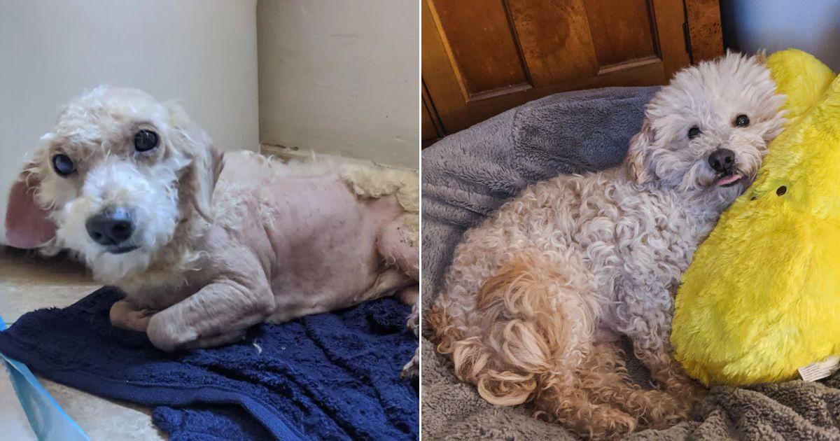 20 - victor before and after adoption