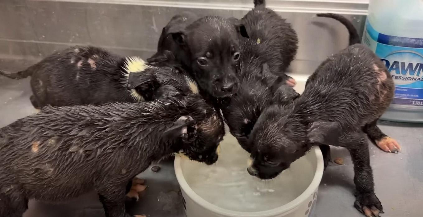 6 puppies drinking