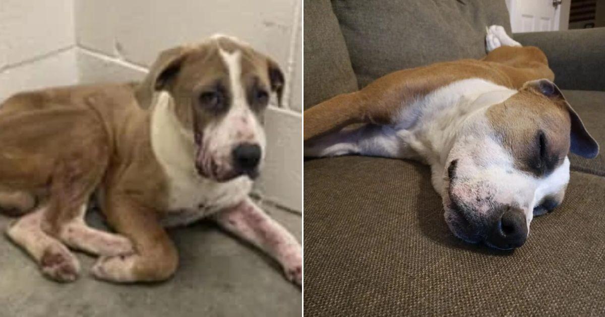 8 - ruben before and after adoption