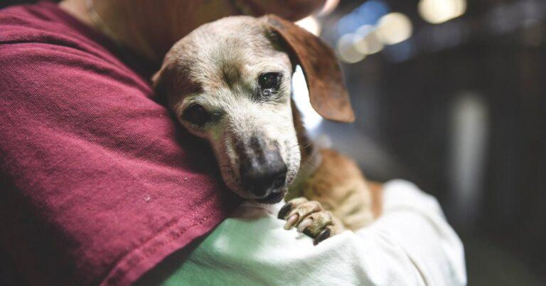 A Blind Senior Dog Finally Finds His Forever Home After Being Left At A Kill Shelter