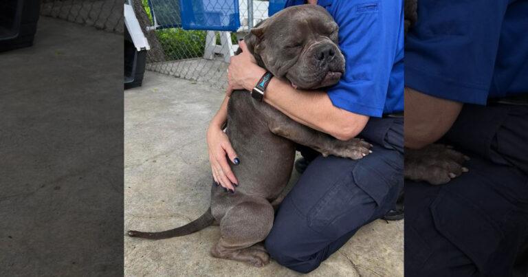 Abandoned And Scared Dog Gives The Biggest Hug To His Rescuers
