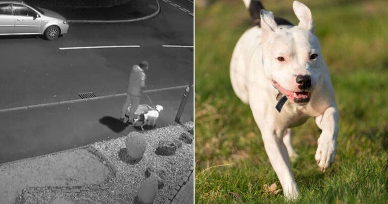 Abandoned Dog Found A New Home Thanks To A Video Gone Viral