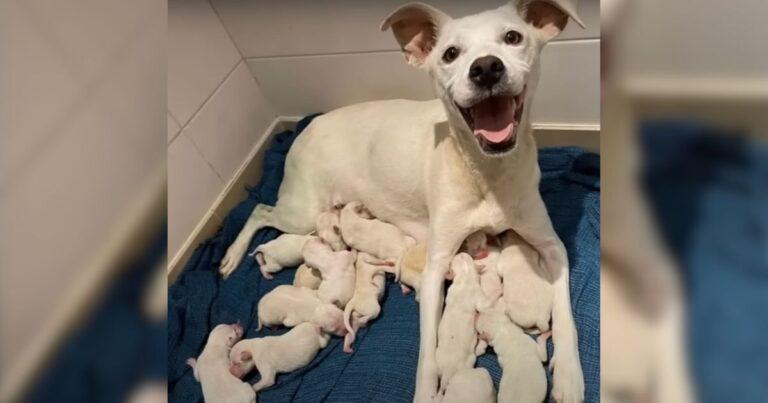Abandoned Dog Mommy Gives Birth To 14 Puppies On Christmas Eve