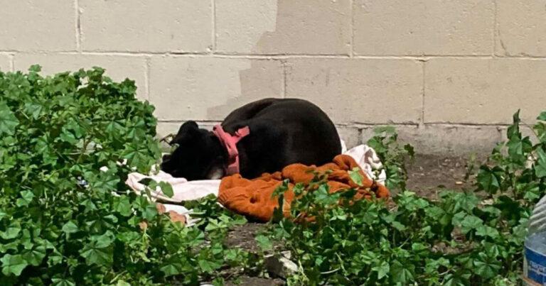 Abandoned Dog Sleeps On Curb Waiting For A Family That Would Never Return