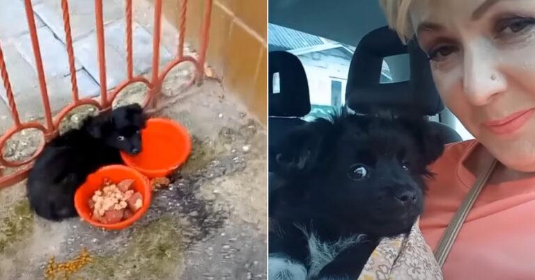 Abandoned Puppy Tied To A Gate Too Depressed To Eat Is Finally Rescued