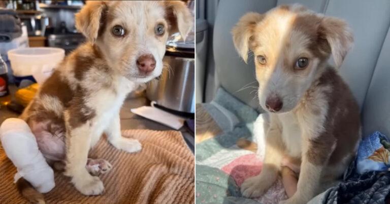 Abandoned Puppy With Degloved Leg Gets Surgery And Makes An Incredible Recovery