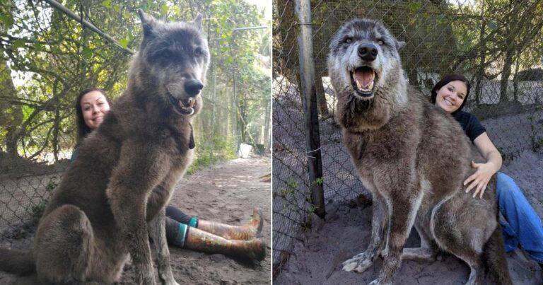 Abandoned Wolfdog Escapes Cruel Fate Thanks to Amazing Shelter Volunteers