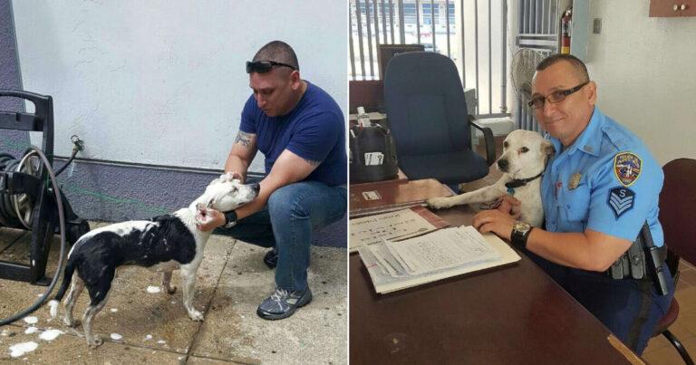 Abused Dog Walks In Police Station To Find His New Loving Family