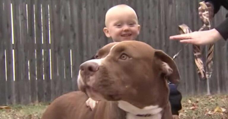 Adopted Pit Bull Saves A Boy With Seizures And Becomes Local Hero