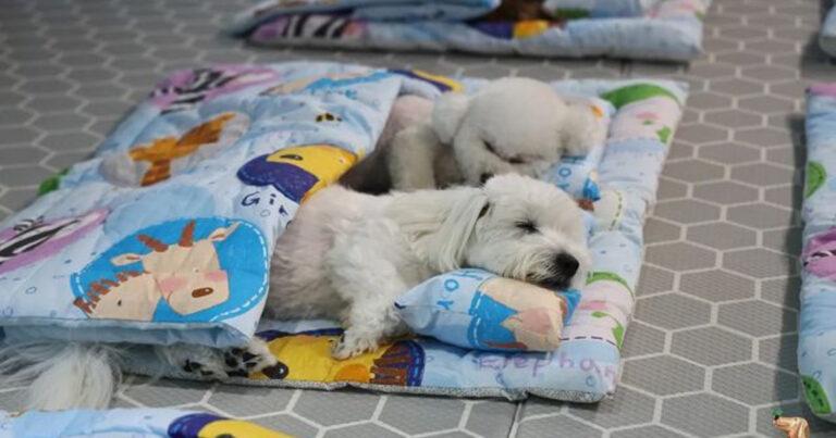 Adorable Puppies Enjoy A Nap In Their Own Tiny Sleeping Bags