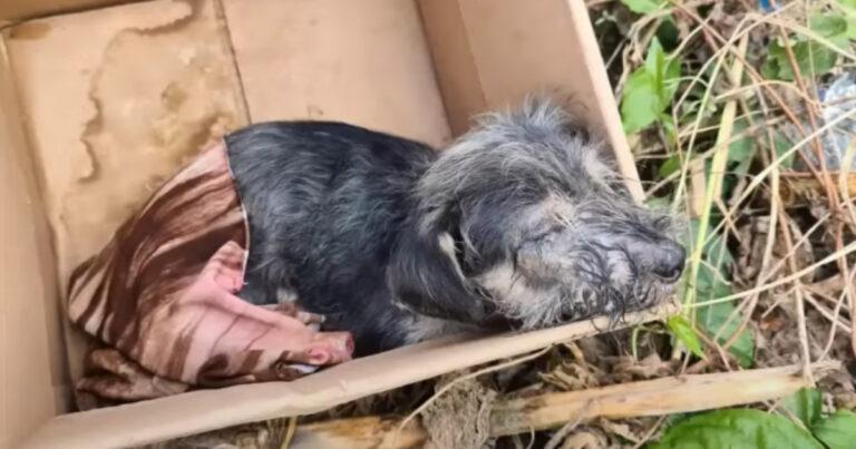 Adorable Puppy Found In A Box Gets A Second Chance For Life