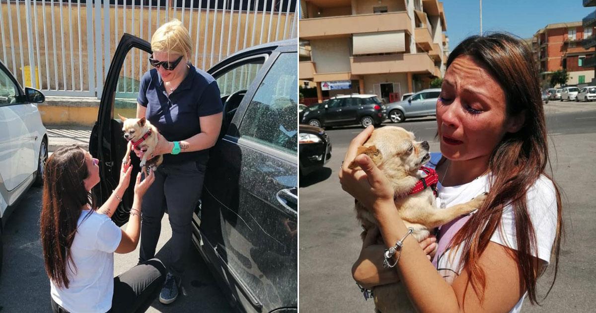 After 8 Years Missing Dog Is Finally Reunited With Her Owner