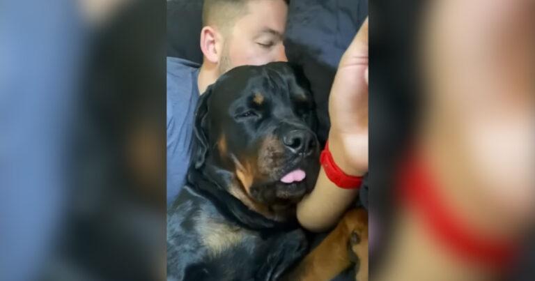 Aggressively Cute Rottweiler Holds His Owner Hand While Sleeping