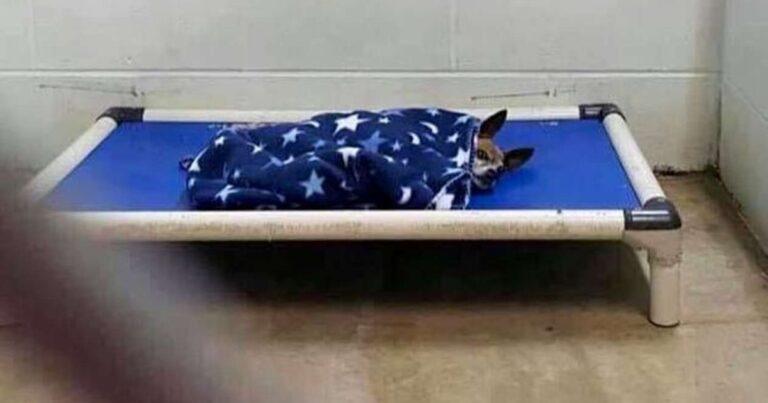 Alone After His Owner Died, Chihuahua Faithfully Keeps Their Habits