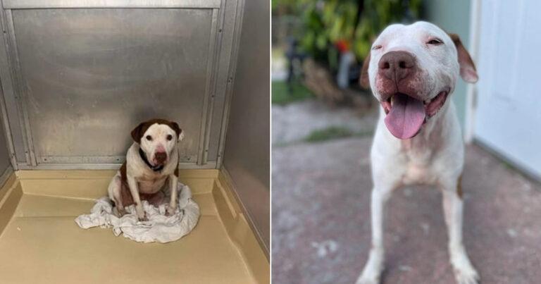 American Bulldog Oscar, Abandoned As A Pup, Finally Has A Reason To Smile