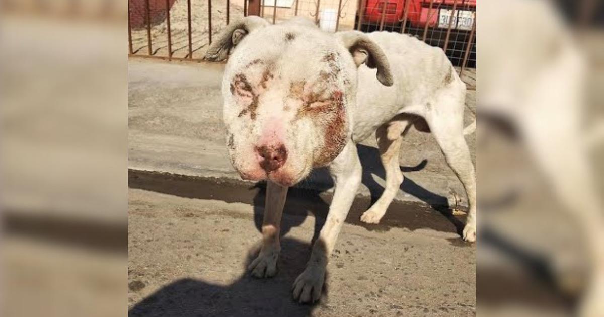 Bait Dog Puppy With Swollen Face Gets Rescued On The Brink Of Death