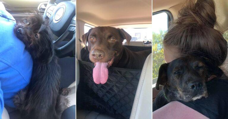 Big-Hearted Rescuer Ends Up Saving Not One But Three Dogs