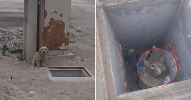 Brave Dog Kept Howling Until Someone Came Rescue His Trapped Buddy