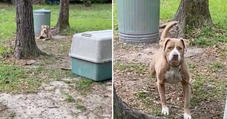 Couple Buys A House And Discovers A Dog Tied To A Tree In Their Backyard