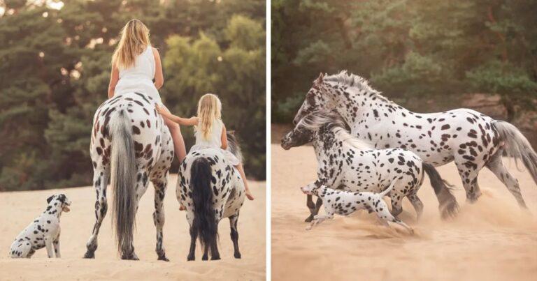 Dalmatian Pup Joins Horse Family Because Of Matching Coat Patterns