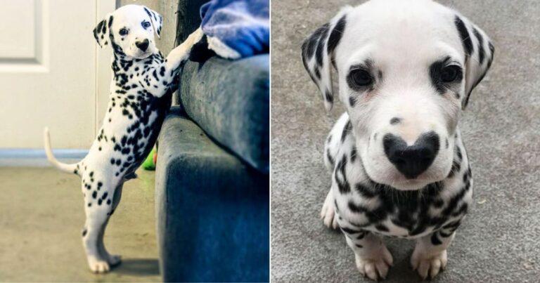 Dalmatian Pup With Heart-Shaped Nose Captures Hearts Everywhere