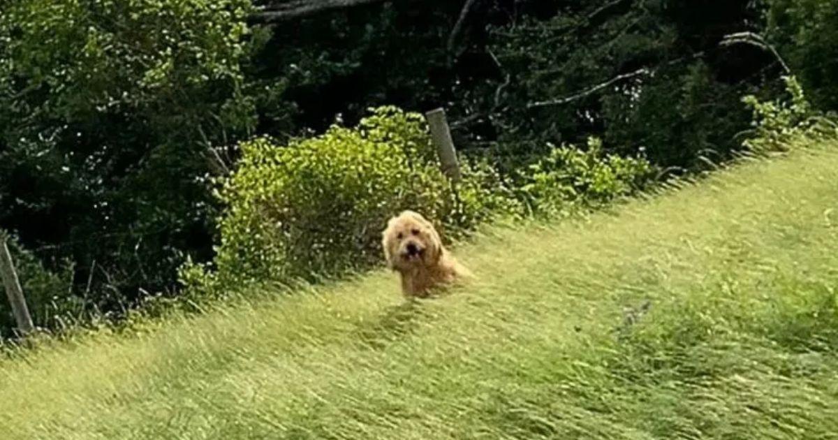 Dog Calmly Waits By The Roadside To Be Rescued