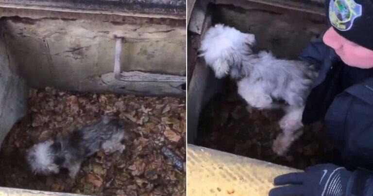 Dog Missing For 3 Days Finally Found And Rescued From Storm Drain