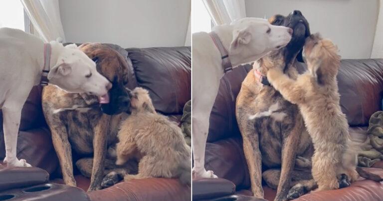 Dog Siblings Comfort Anxious Dog After He Was Rescued From Abusive Owners