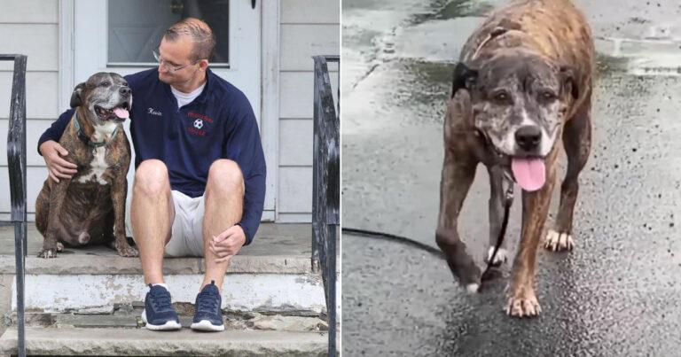 Entire Town Comes To Support Dying Dog On His Last Walk