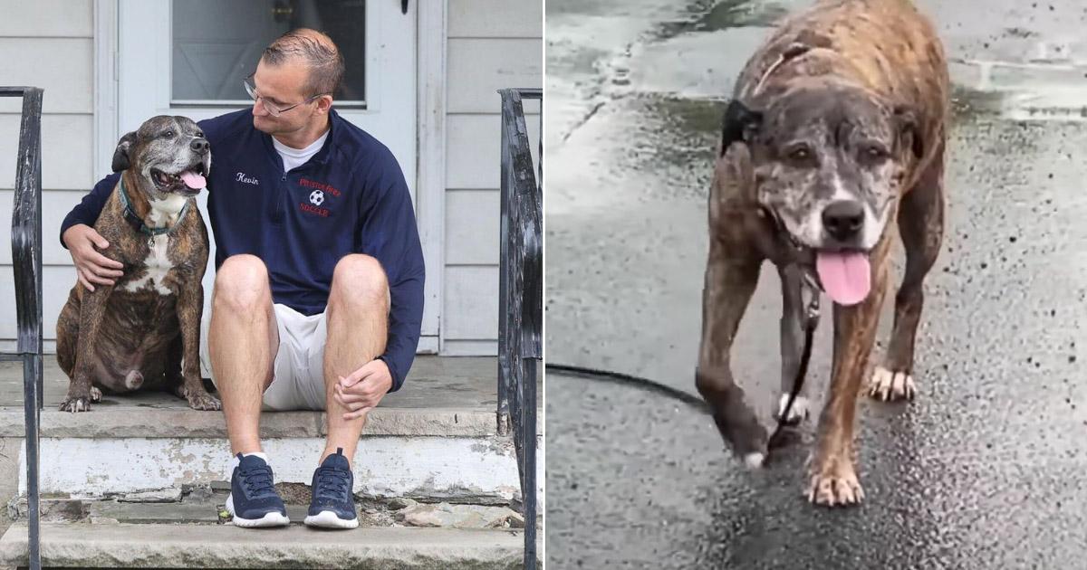 Entire Town Comes To Support Dying Dog On His Last Walk