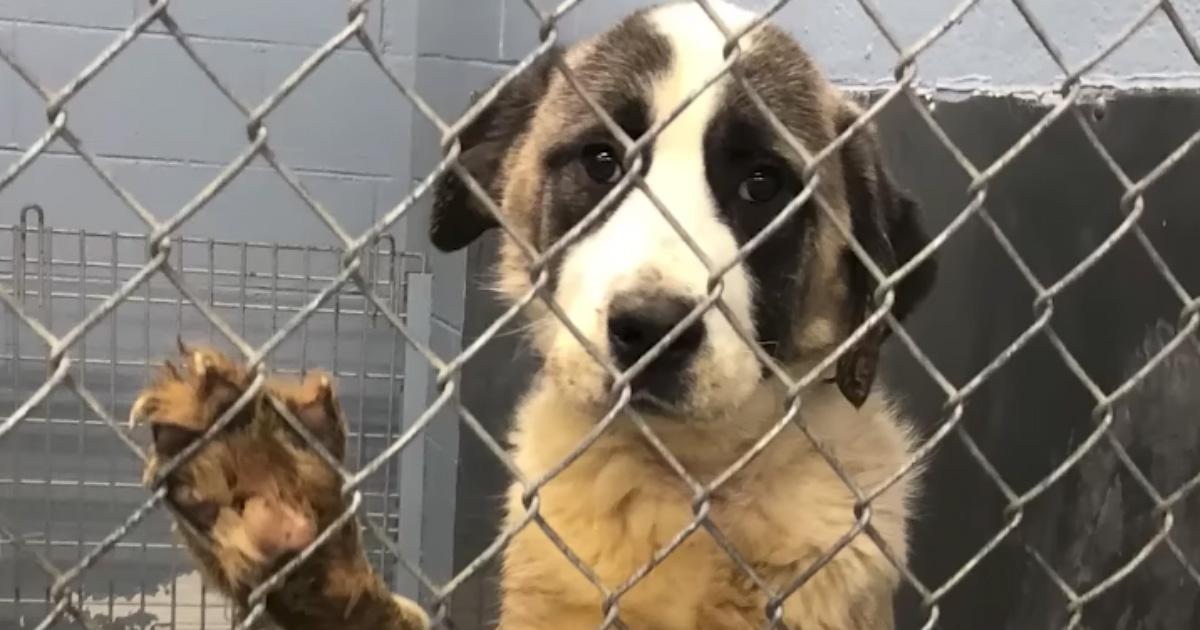 Giant Dog Goes Crazy Over Cheeseburger After 6 Years In A Cage