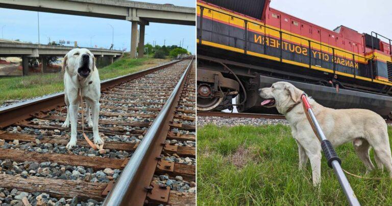 Hero Officer Saves Labrador Stuck On Active Train Tracks