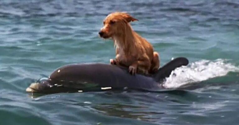 Heroic Dolphins Timely Save Dog From Drowning in Florida