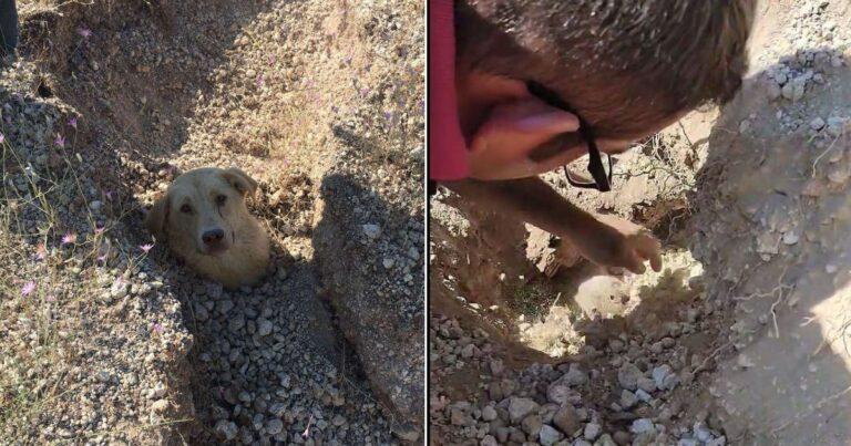 Heroic Vet Rescues A Mama Dog Buried Up To Her Neck And Her Puppies