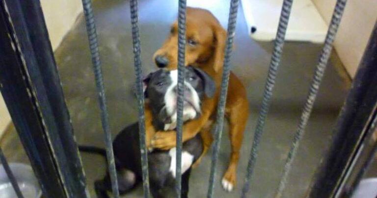 Hugging Dogs On Death Row Saved Thanks To A Photo Gone Viral