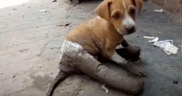 Injured And With Bandaged Legs, This Puppy Finally Found Her Happy Place