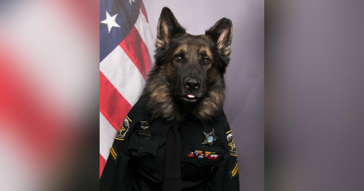 K9 Officer Poses in Full Uniform for Official Portrait