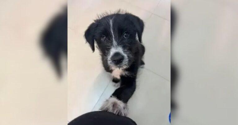 Little Pup Found In The Trash Was Rescued For Christmas