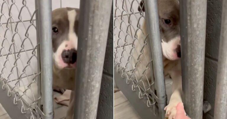 Long-Suffering Rescue Dog Tries To Reach Out To People With Her Paws Through The Bars