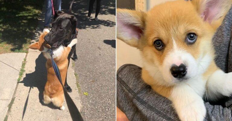 Lovely Corgi Wears A Heart On His Nose And Hugs Everyone