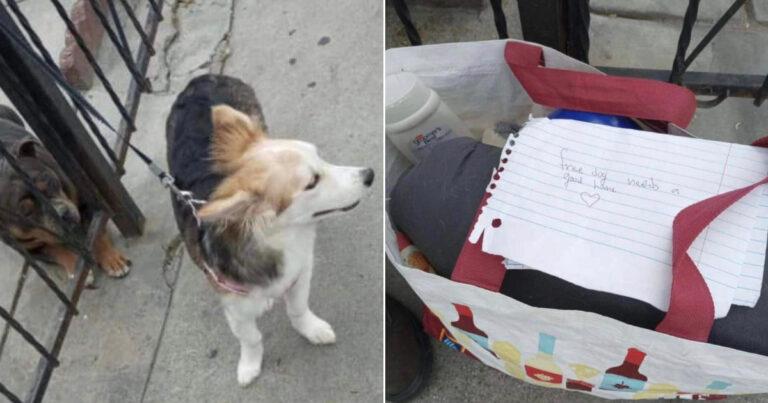 Man Discovers A Puppy Tied To His Fence With A Heartbreaking Note