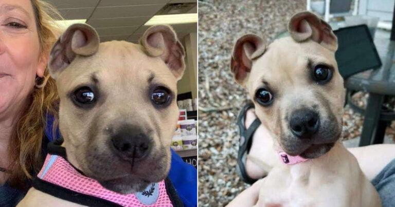 Meet Cinnamon, The Puppy With The Most Amazing Cinnamon Roll Ears