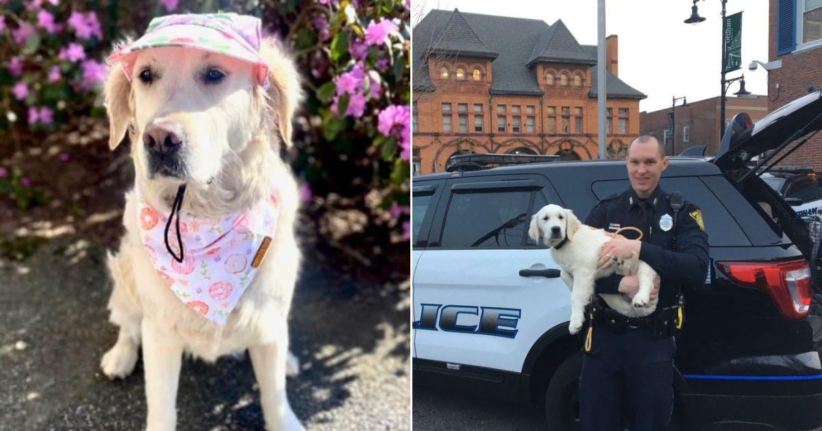 Meet Ruby, The Cutest Police Dog You Will Ever Meet